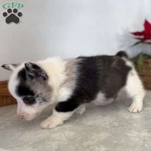 James, Pembroke Welsh Corgi Puppy